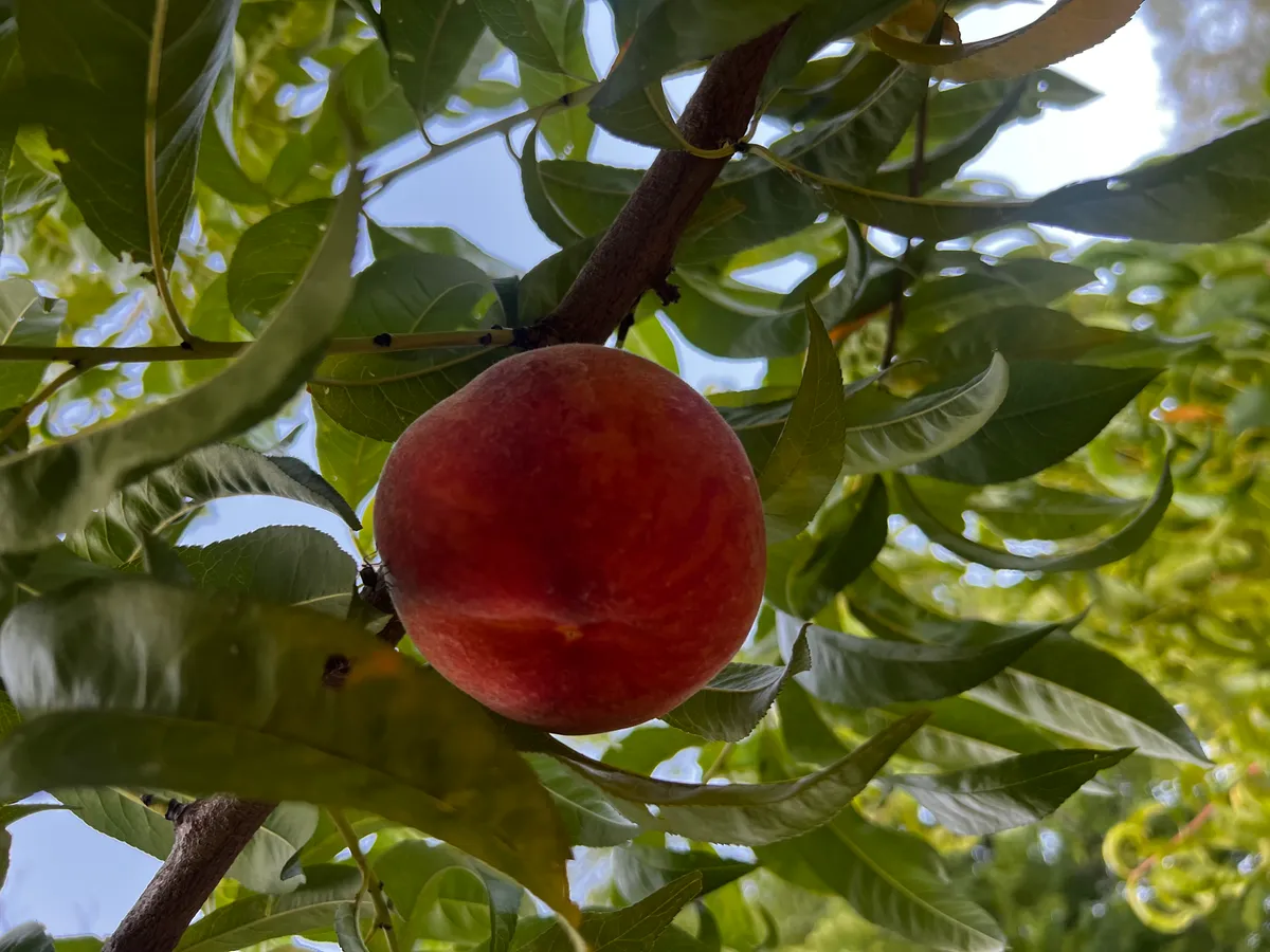 U-Pick Peach harvest 4